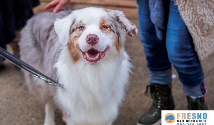 Dog Bite Laws In California