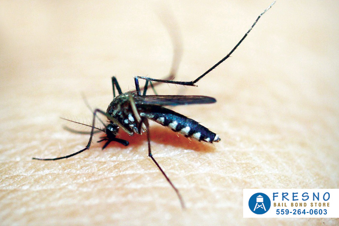 How To Prevent Mosquitos