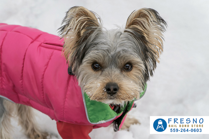 Keep Your Pets Healthy And Warm This Winter